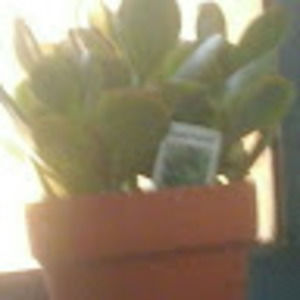 Meet your Posher, Sebastian